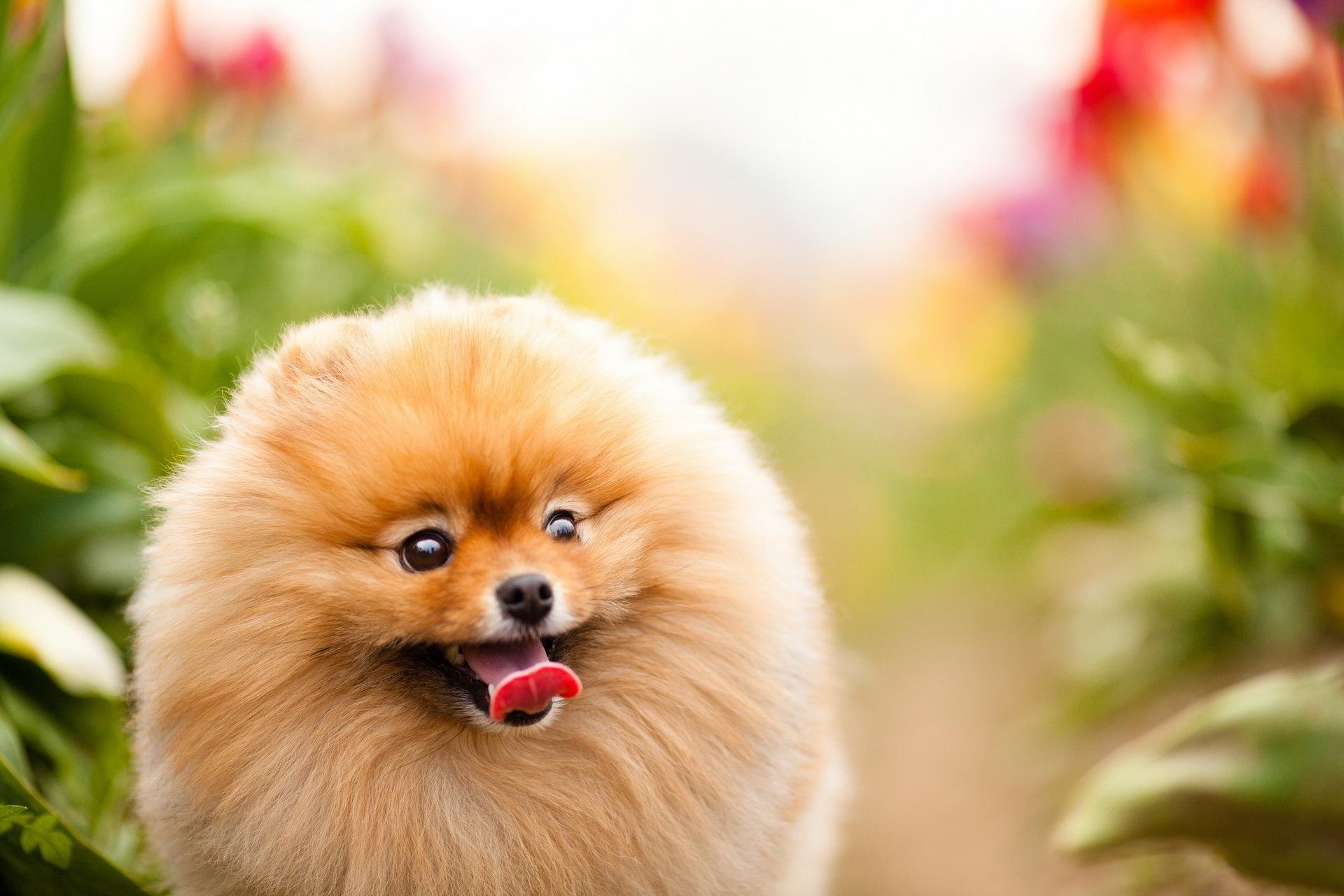 1920x1280 Pomeranian Dog Wallpaper to Download