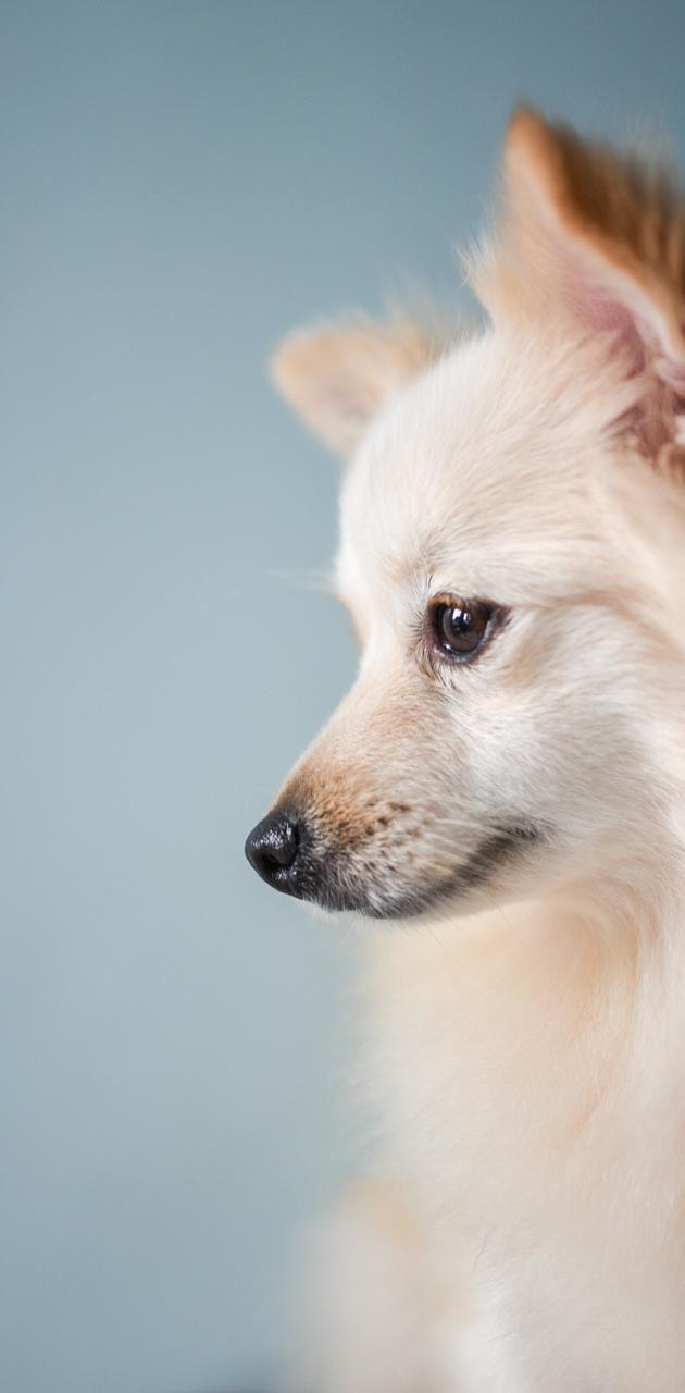630x1280 Pomeranian Dog wallpaper