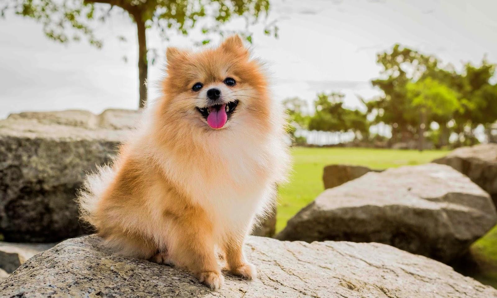 1600x960 Pomeranian Dog HD Wallpaper