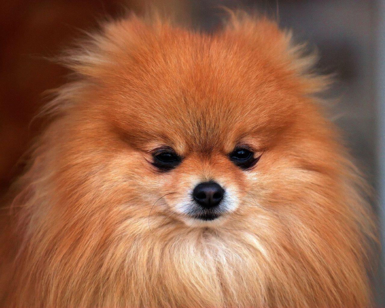 1280x1024 All Small Dogs Wallpaper: Pomeranian. Pomeranian dog, Puppies, Pomeranian puppy