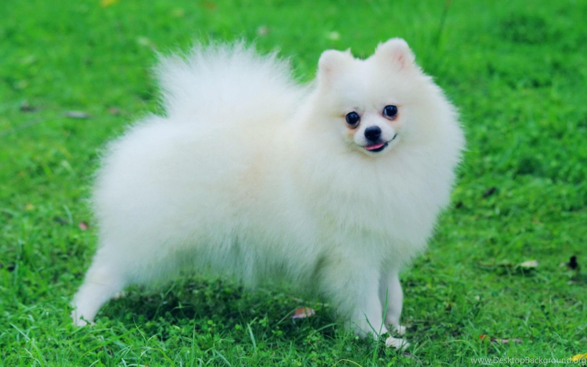 1920x1200 Pomeranian Dog Wallpaper Desktop Background