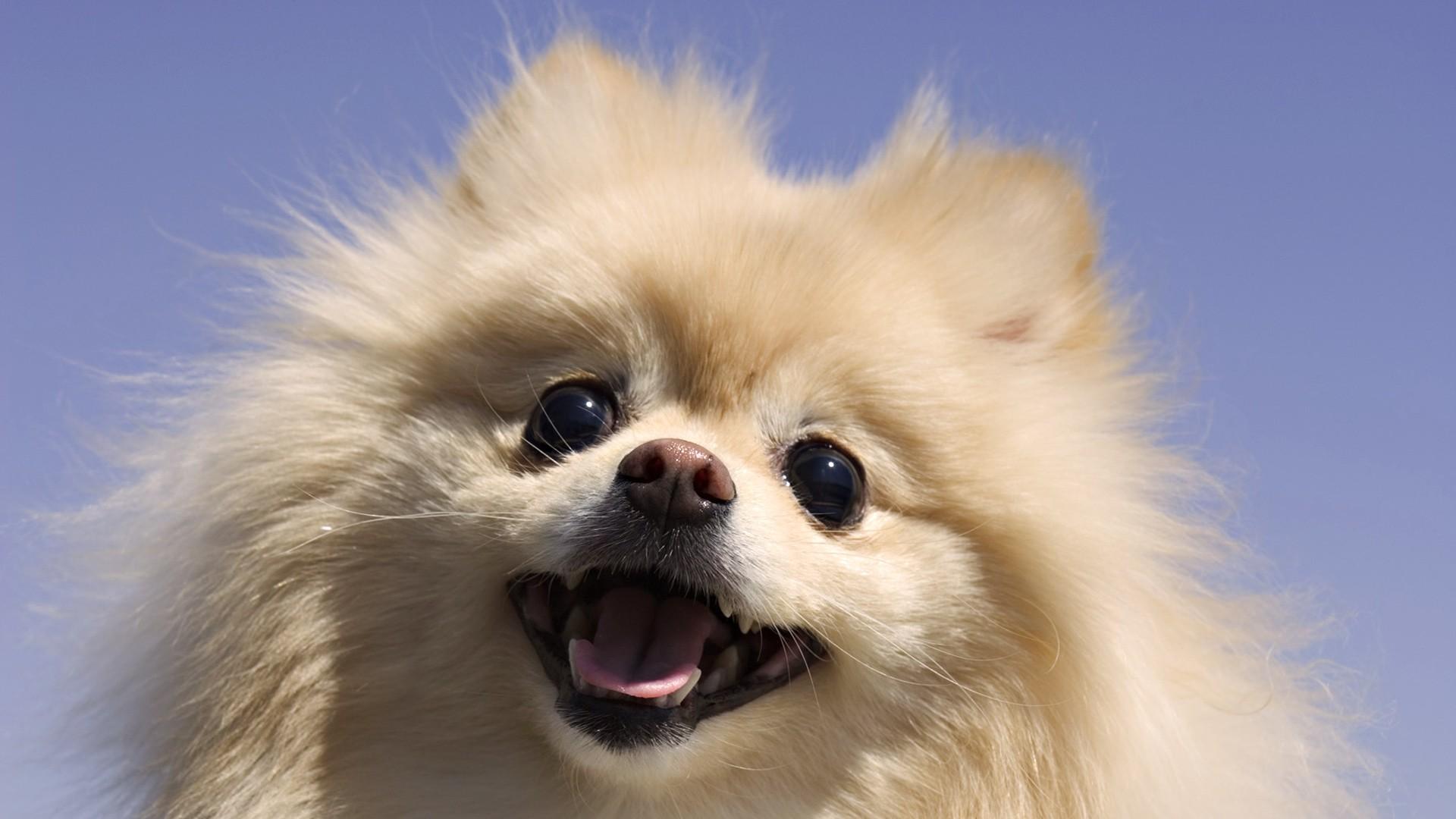 Pomeranian Dog Wallpapers - Top Free Pomeranian Dog Backgrounds