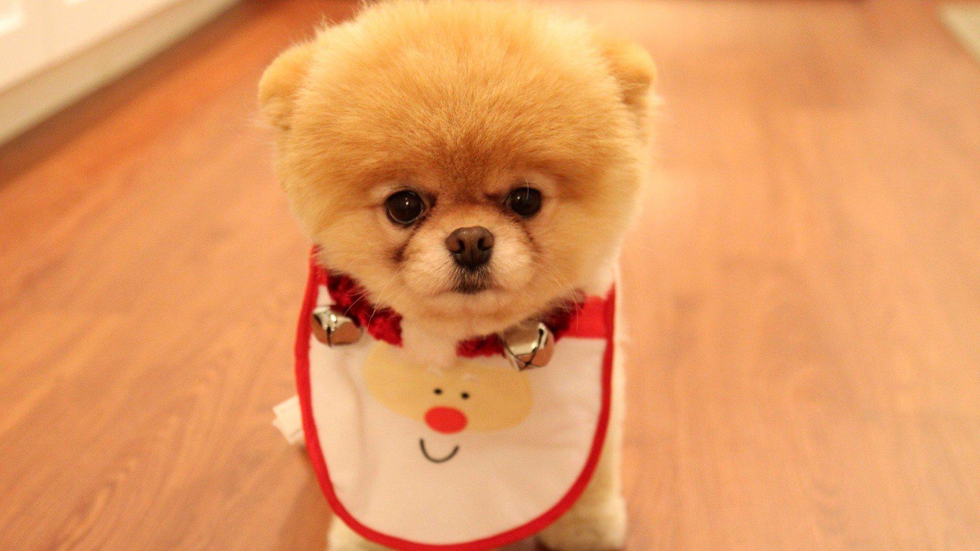 1920x1080 pomeranian, Dog, Dogs Wallpaper HD / Desktop and Mobile Background