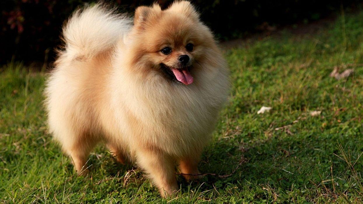 1244x700 POMERANIAN dog dogs wallpaperx1080
