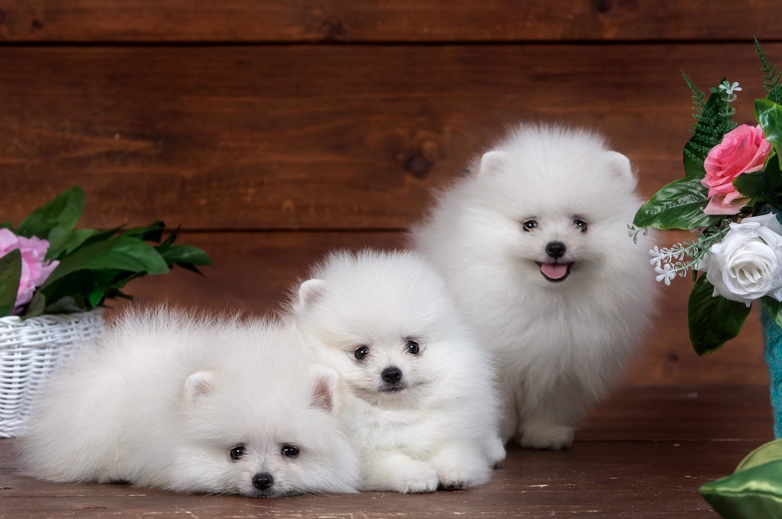 2560x1700 Download 2560x1700 Pomeranian, White, Fluffy, Dogs Wallpaper for Chromebook Pixel