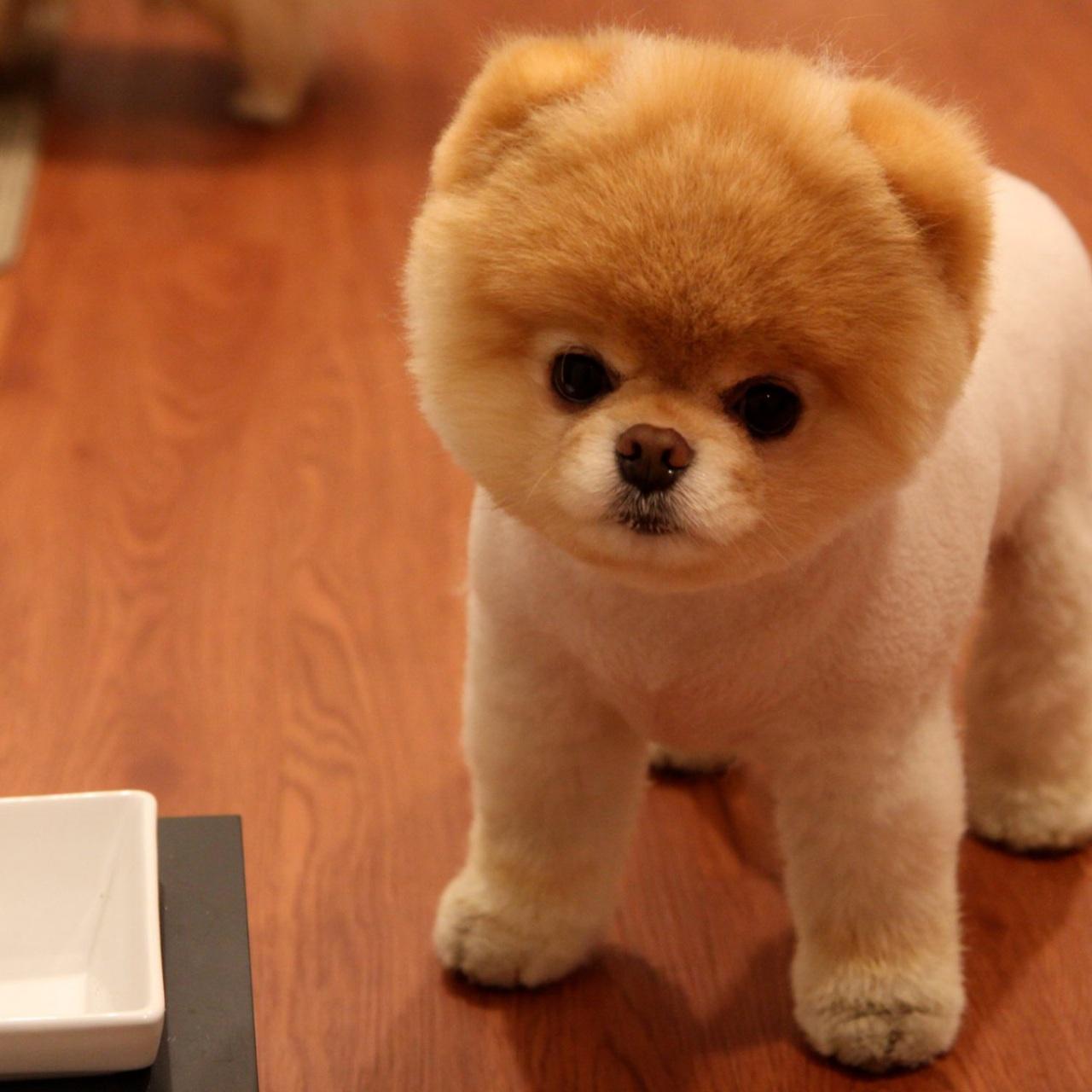 1280x1280 Wallpaper 4k Cute Pomeranian Dog Wallpaper