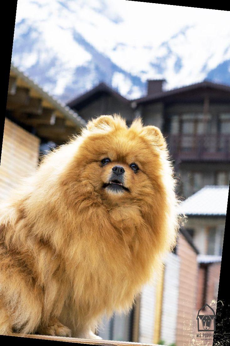 734x1102 Fun Loving Pomeranian Puppy Wallpaper Aesthetic. Pomeranian puppy, Cute pomeranian, Pomeranian dog