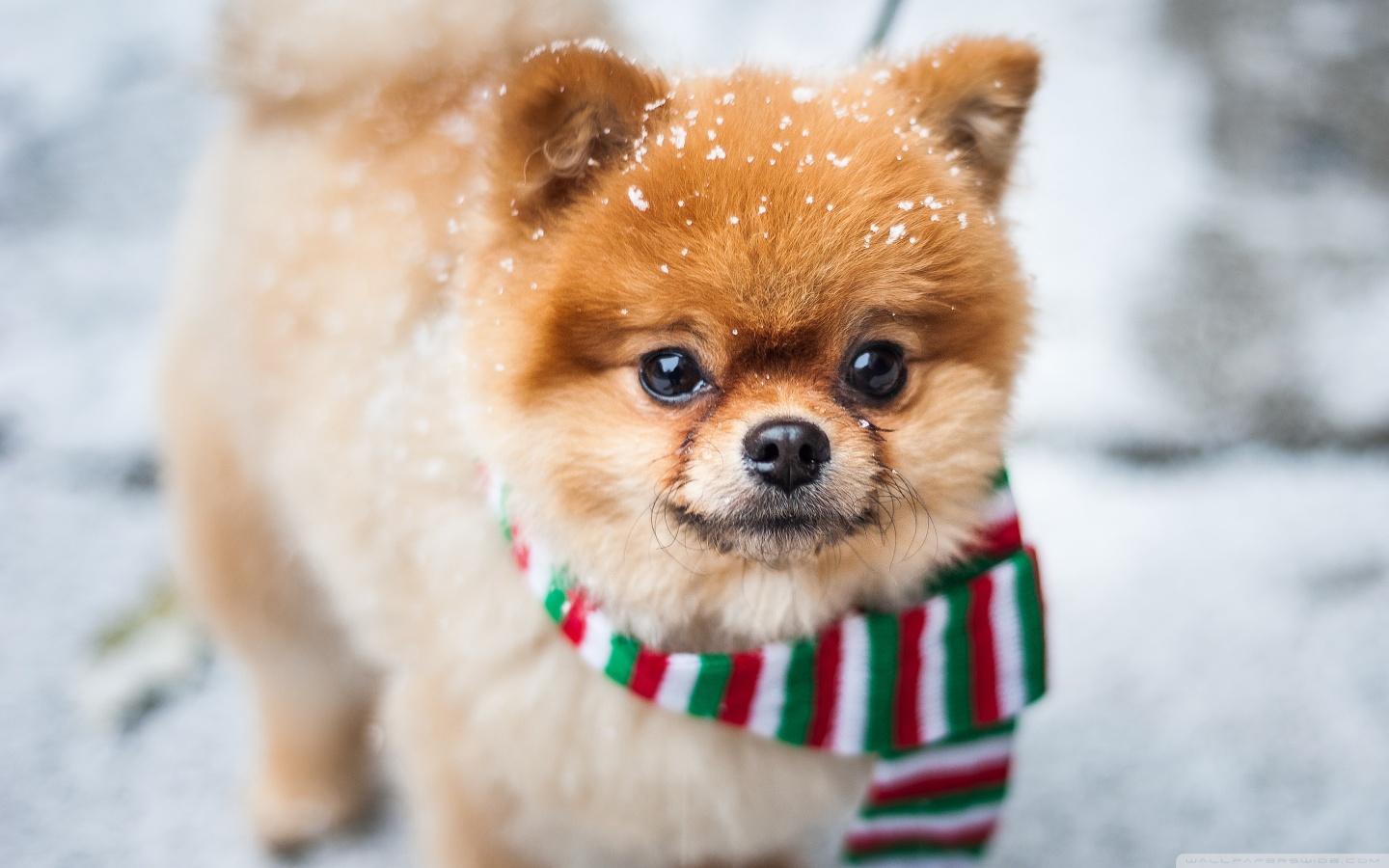 1440x900 Pomeranian Dog, Outdoor, Winter Ultra HD Desktop Background Wallpaper for 4K UHD TV : Widescreen & UltraWide Desktop & Laptop : Tablet