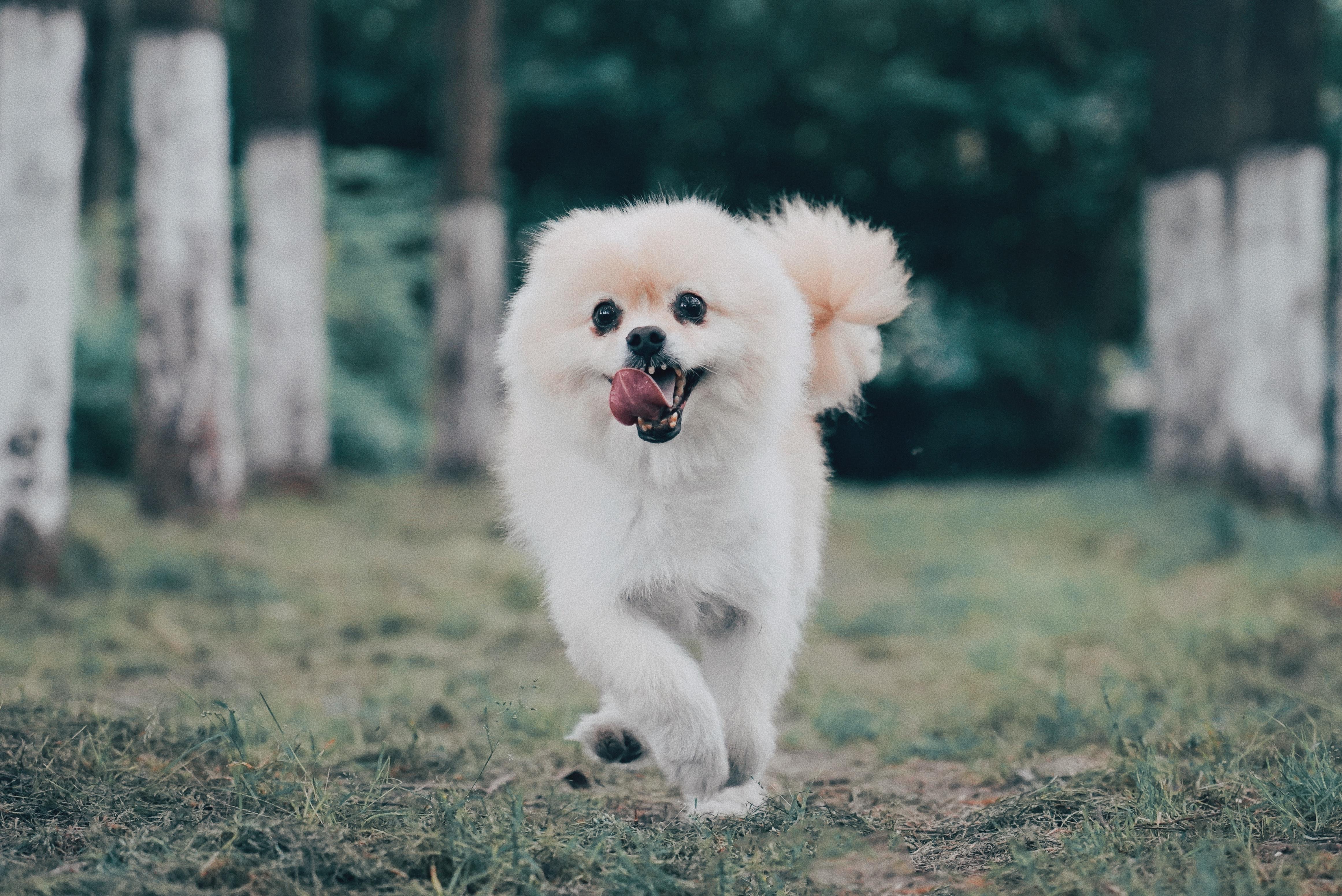 4645x3101 Pomeranian Dog Image Free Download HD Wallpaper
