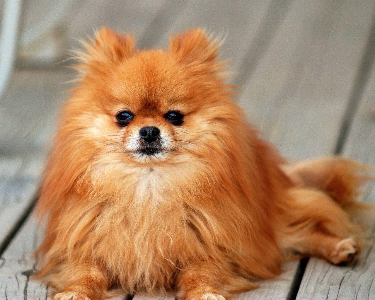 1280x1024 Pomeranian Small Dogs Wallpaper