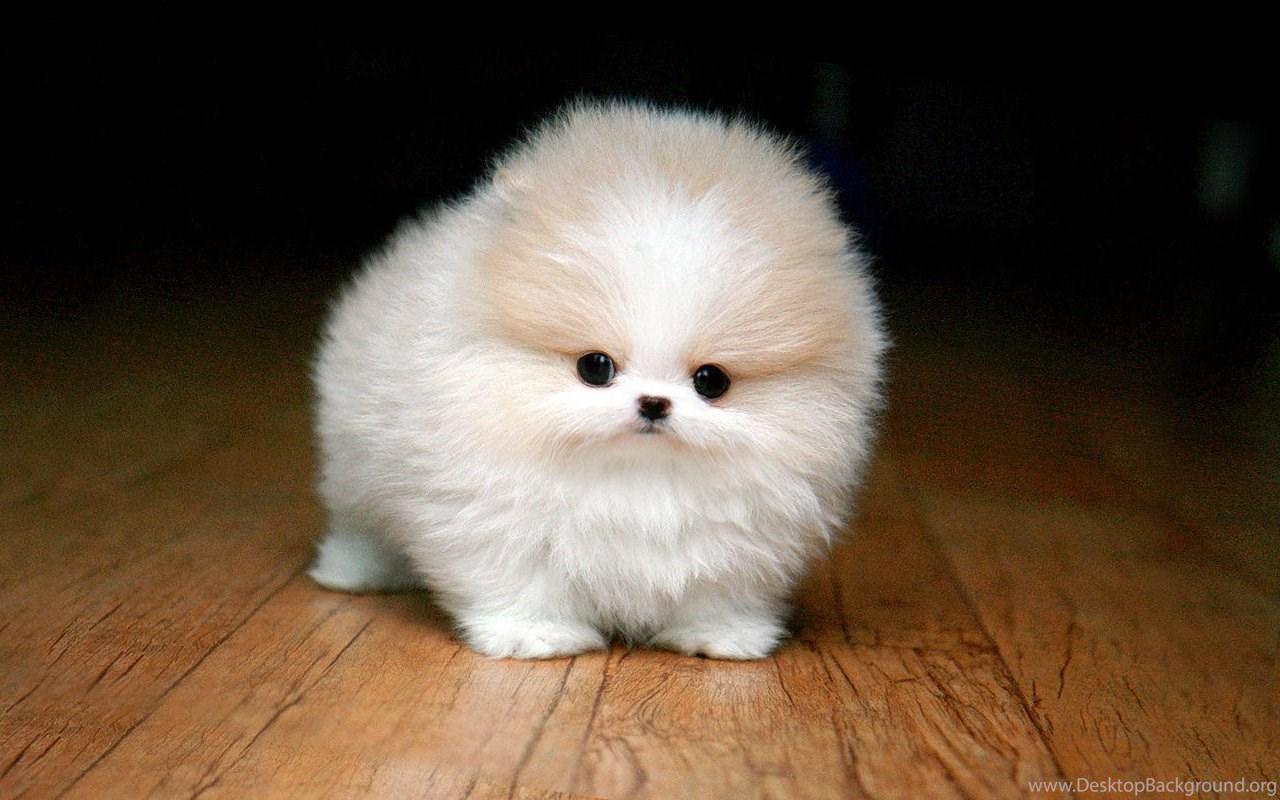 1280x800 Pomeranian Husky Mix 15 Free HD Wallpaper DogBreedsWallpaper.com Desktop Background