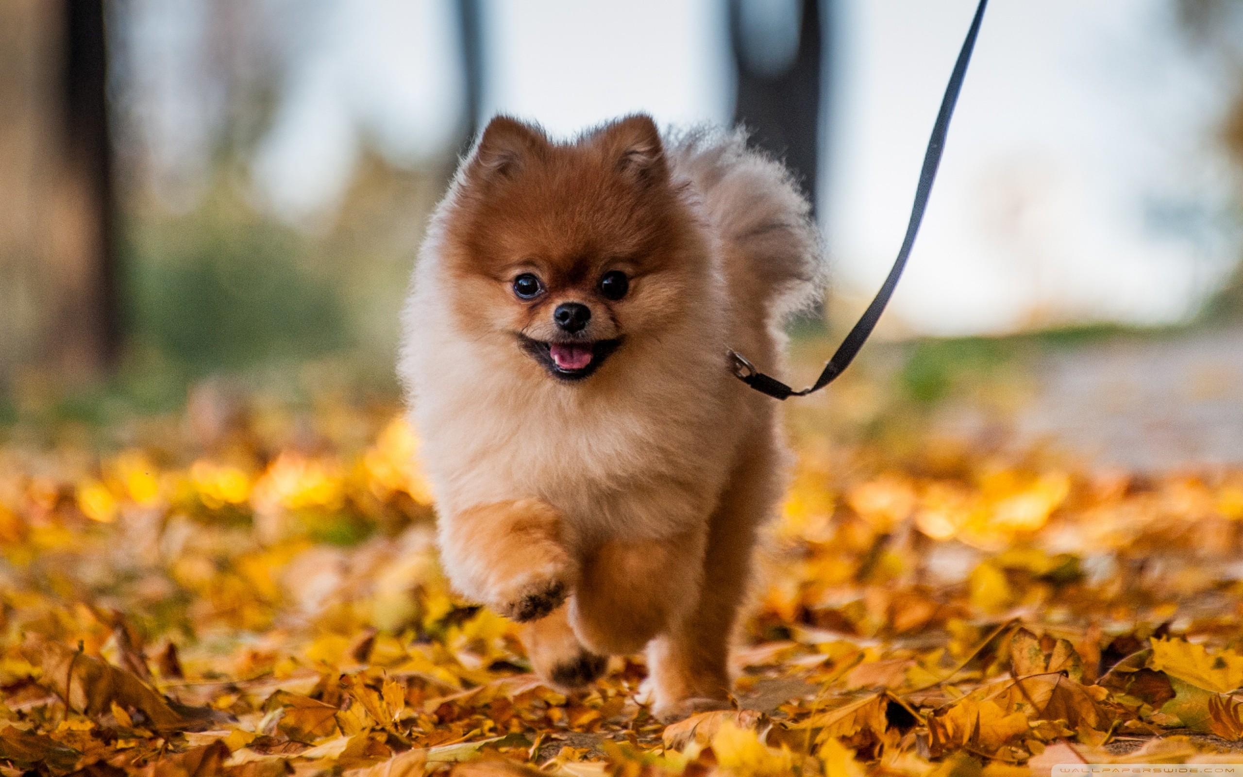 2560x1600 pomeranian wallpaper, dog, mammal, vertebrate, dog breed, canidae