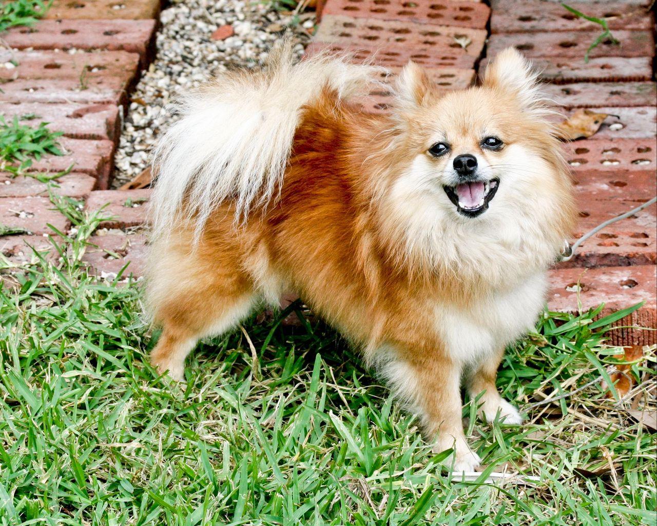 1280x1024 Download wallpaper 1280x1024 pomeranian, dog, fluffy, grass standard 5:4 HD background