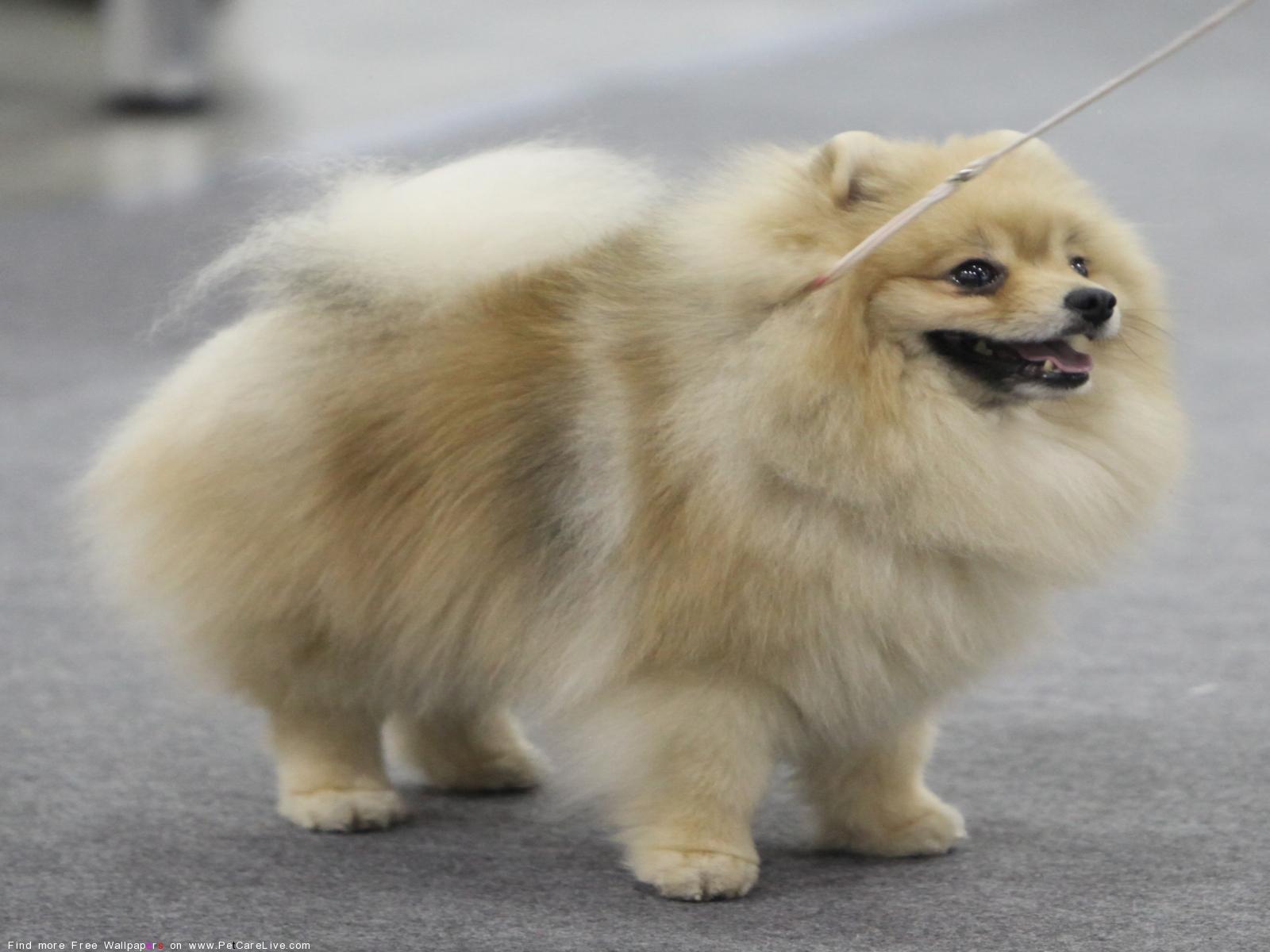 1600x1200 The Free Pomeranian Dog desktop wallpaper picture for PC & Mac