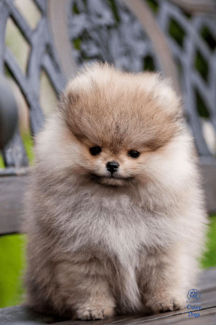 734x1102 Delightful Baby Pomeranian Wallpaper · Cutey Dogs