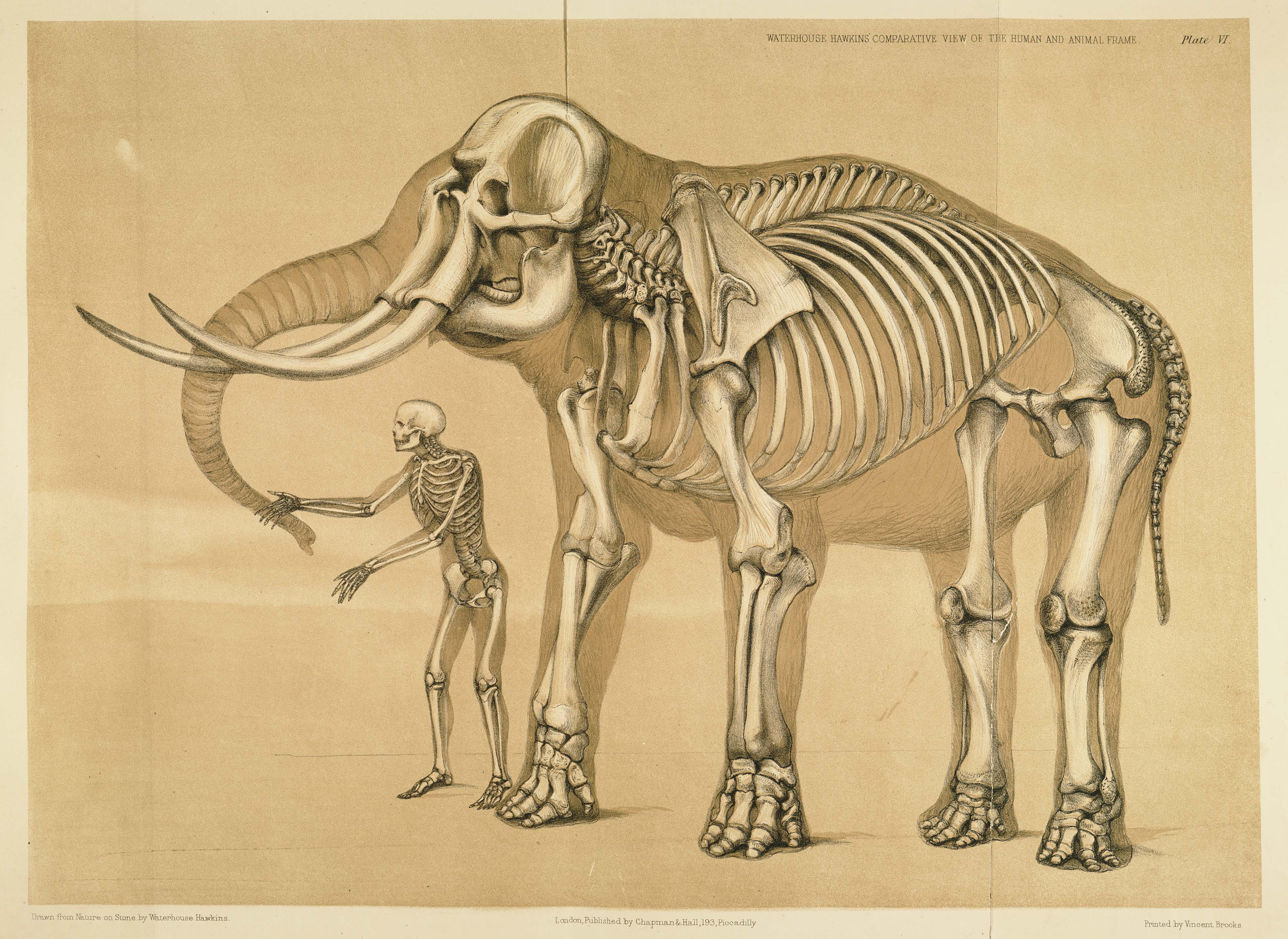 3813x2779 Artistic Anatomy HD Wallpaper