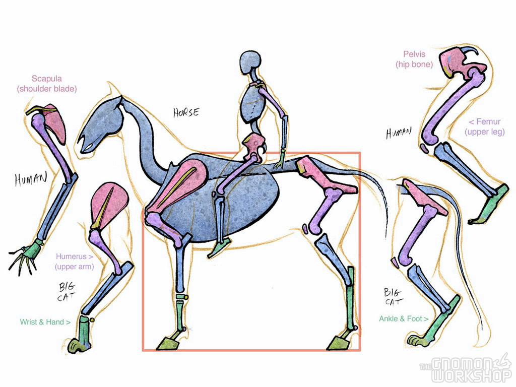 1024x768 Introduction to Animal Anatomy. The Gnomon Workshop