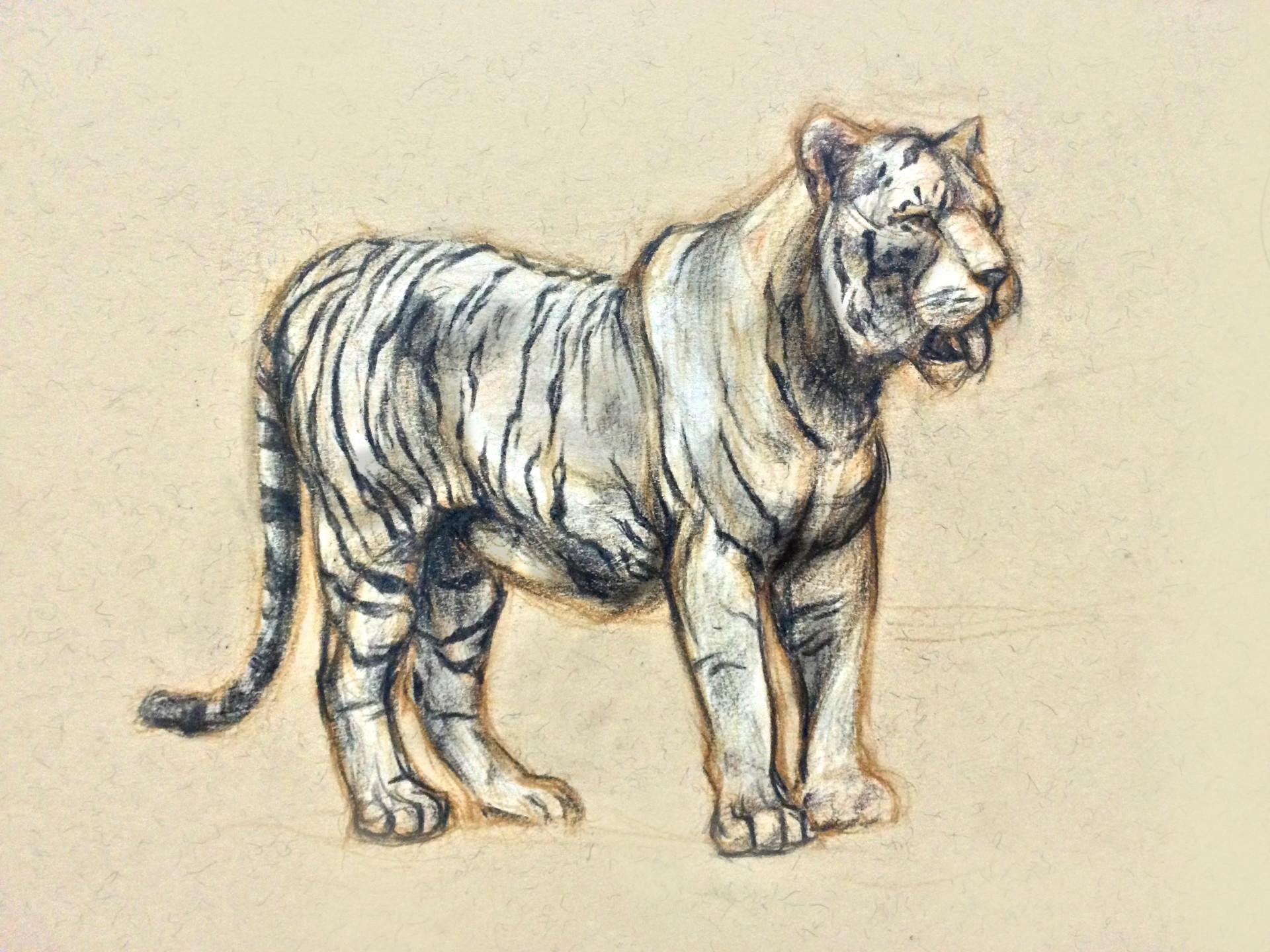 1920x1440 Animal anatomy drawings, Robyn Carillo