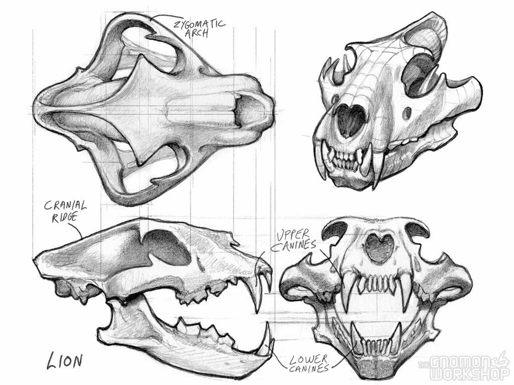 1024x768 Introduction to Animal Anatomy. The Gnomon Workshop