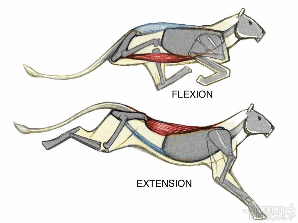 1024x768 Introduction to Animal Anatomy. The Gnomon Workshop