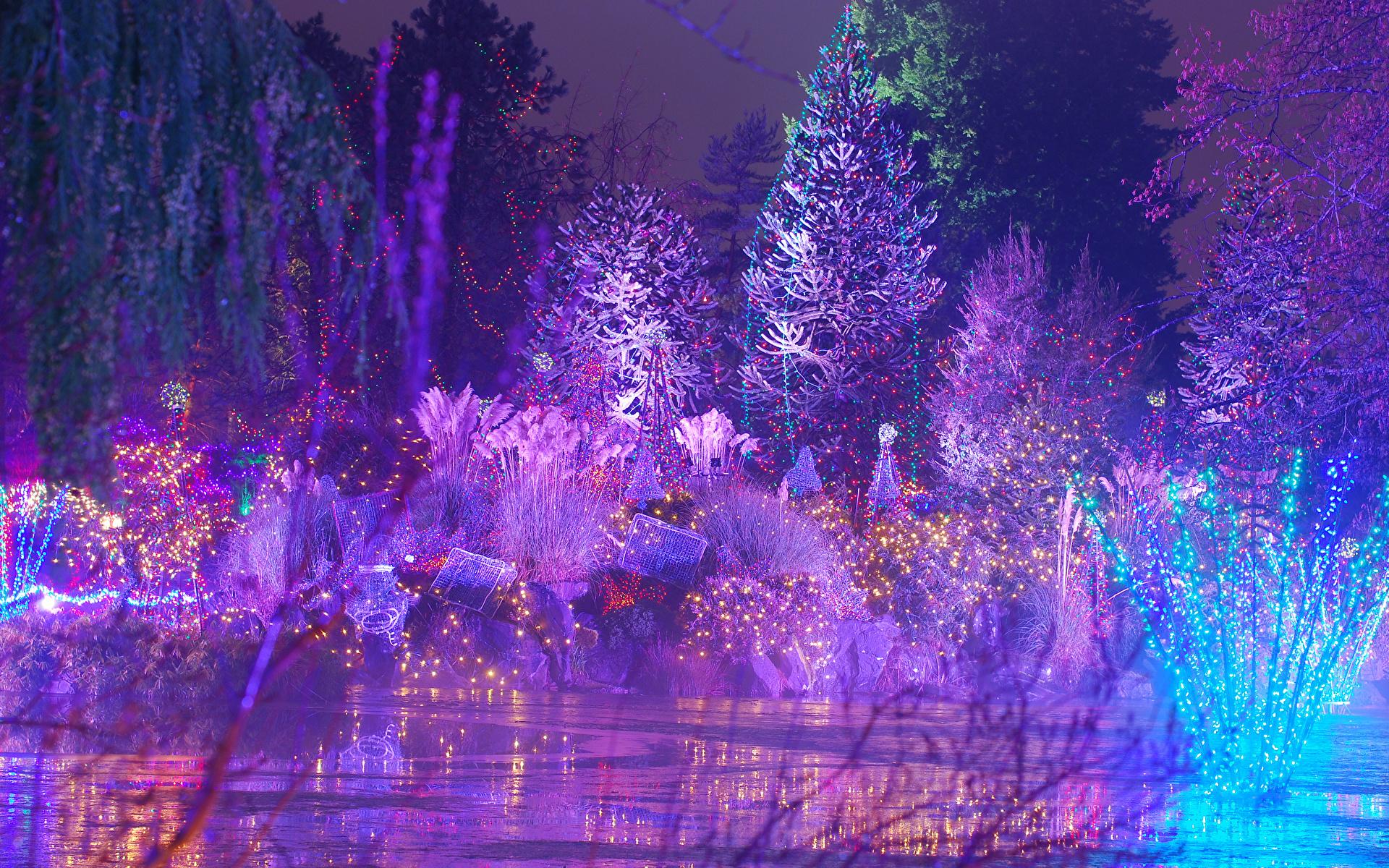1920x1200 Picture New year Christmas tree Fairy lights Trees 1920x1200