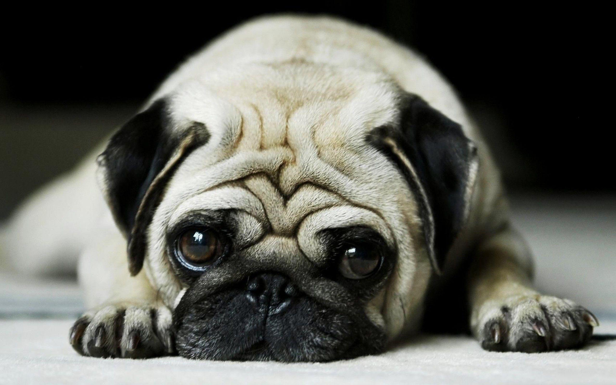 Space pug HD wallpapers  Pxfuel