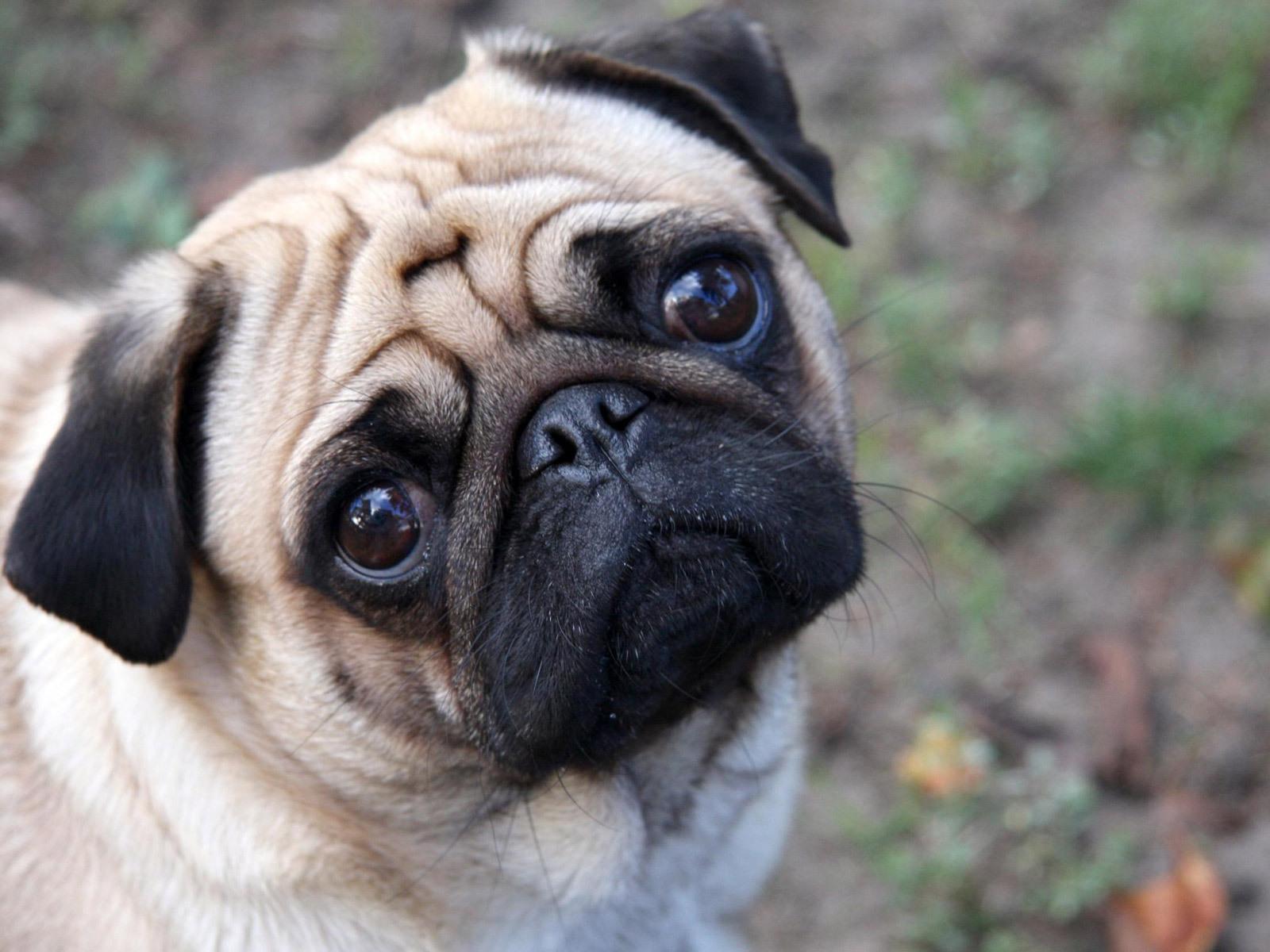 1600x1200 Pugs image Beautiful Pug ♥ HD wallpaper and background photo