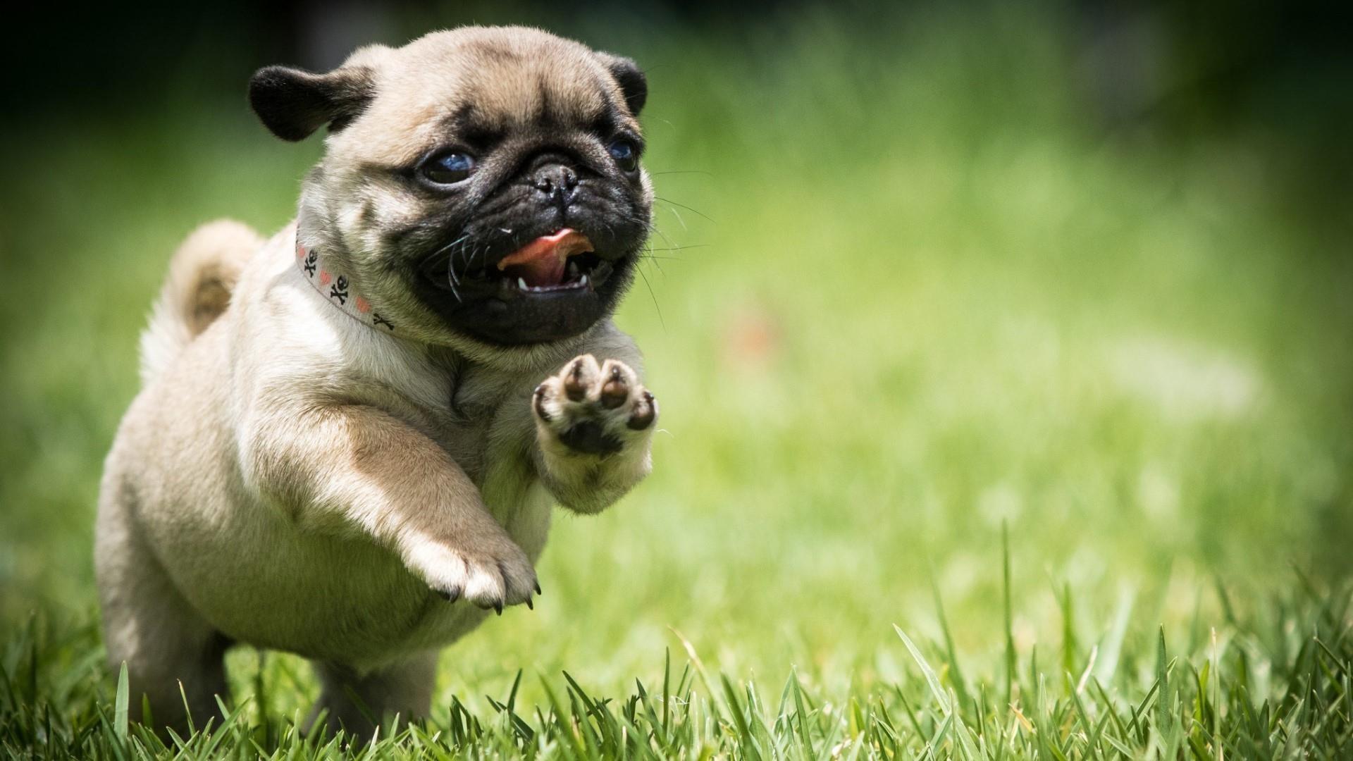 Funny Pug Dog Wallpapers - Top Free Funny Pug Dog Backgrounds -  WallpaperAccess