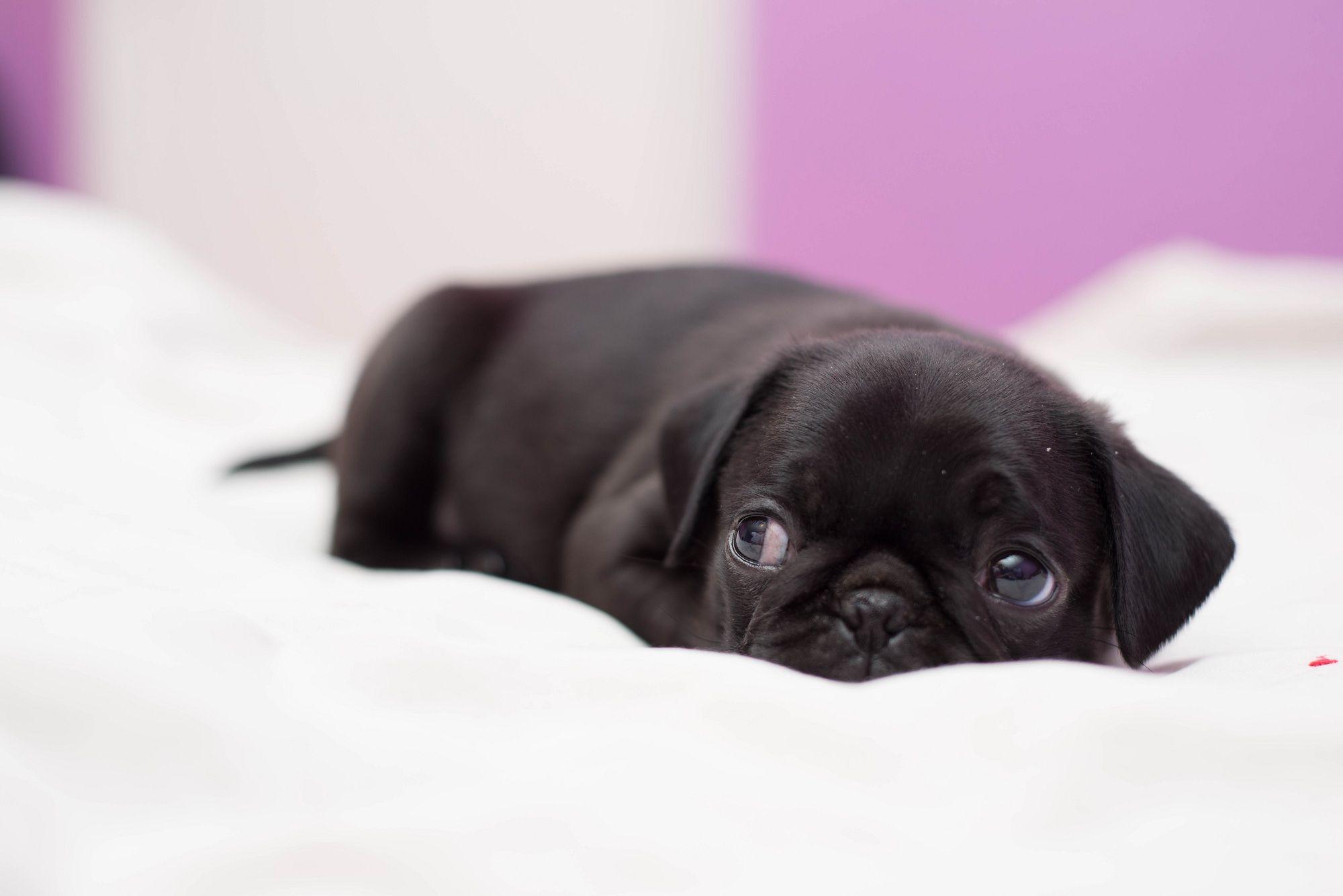 Baby Pugs Wallpapers - Top Free Baby Pugs Backgrounds - WallpaperAccess