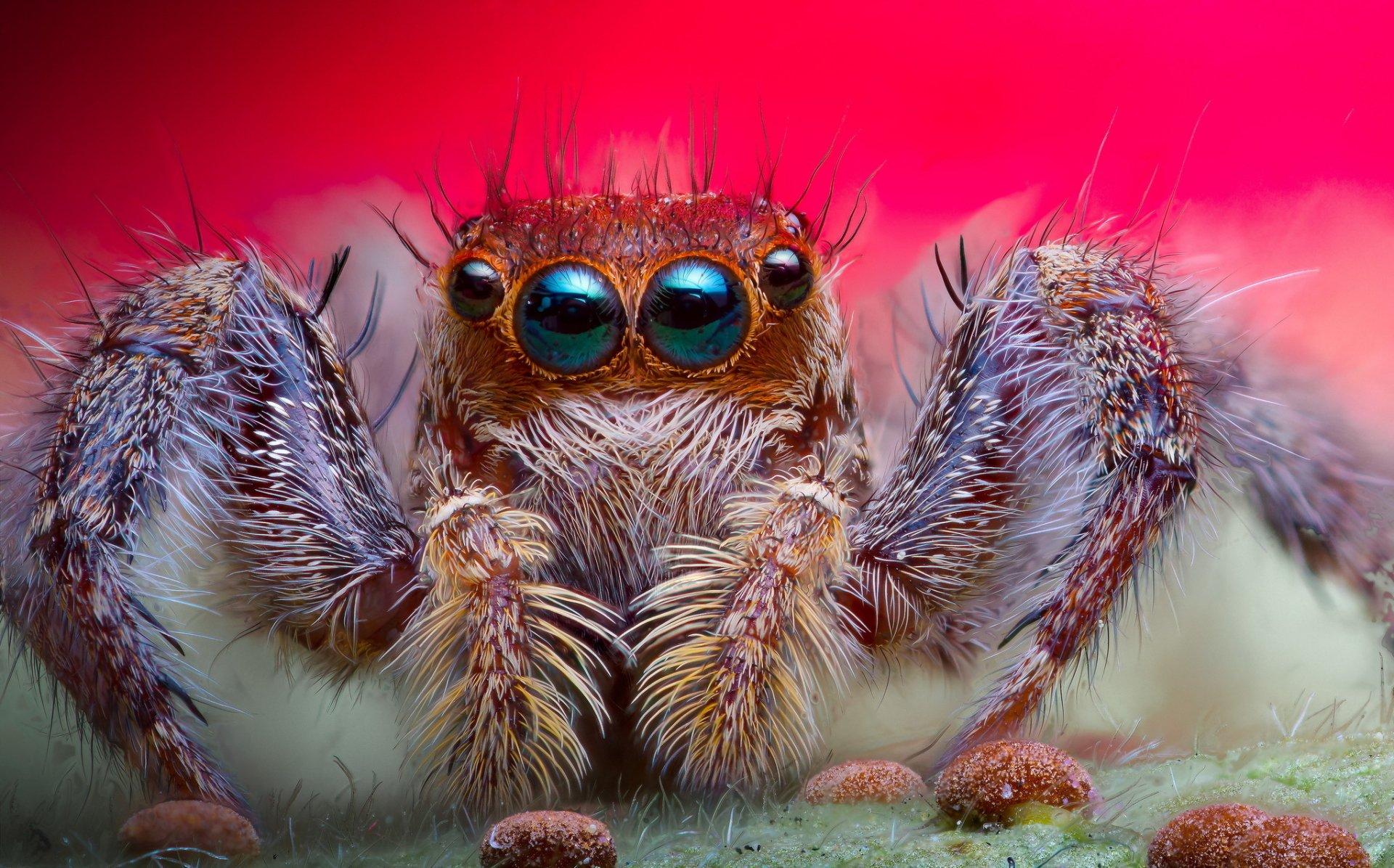 1920x1196 HD Wallpaper: Vibrant Jumping Spiderx1274