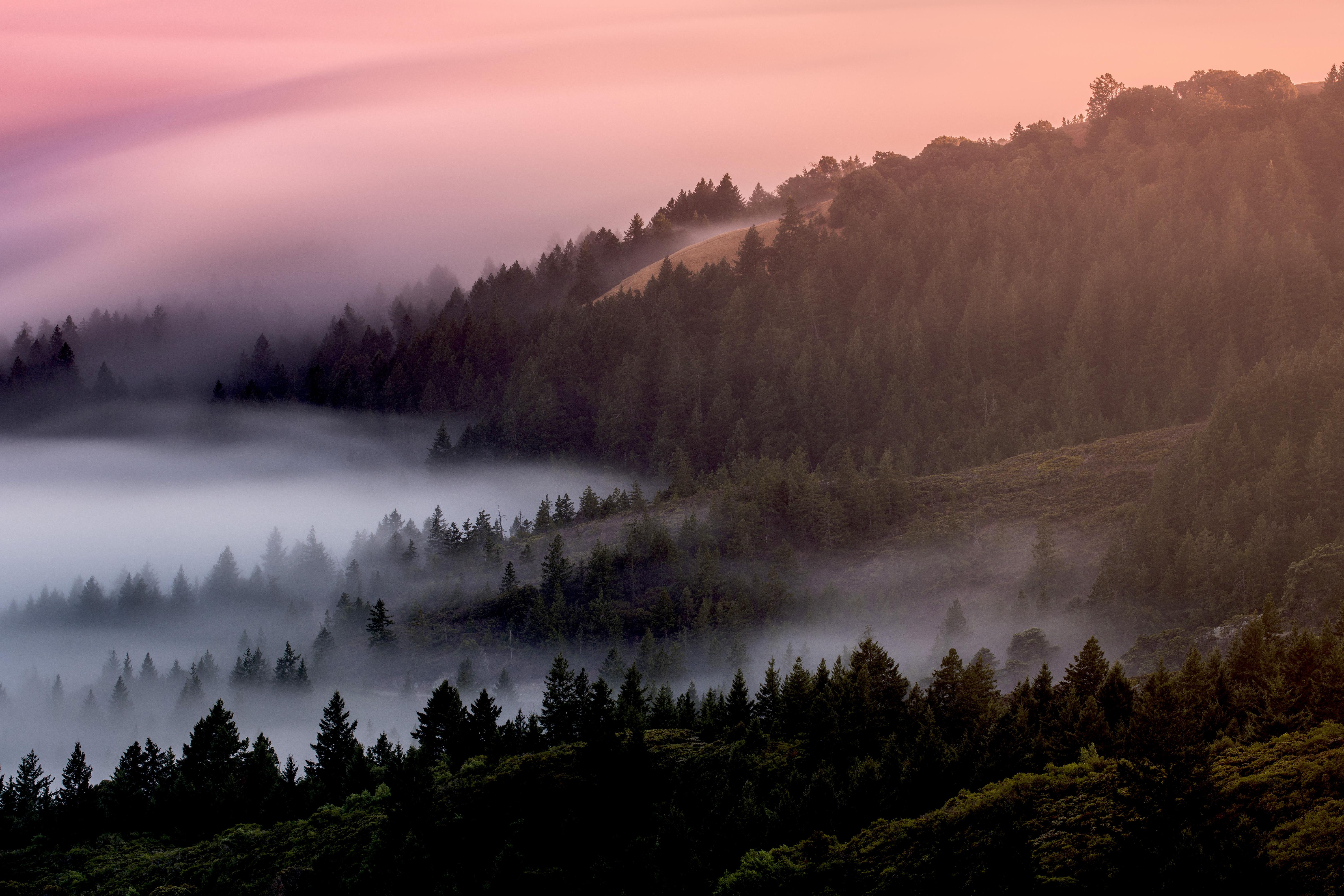 6000x4000 Forest Wallpaper 4K, Foggy, Mist, Pine trees, Nature