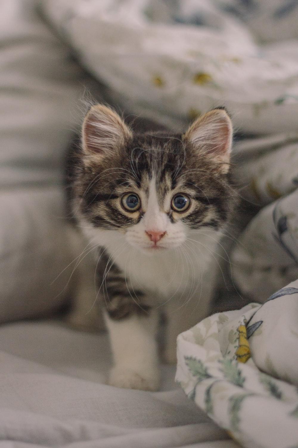 1000x1500 Kitten Wallpaper: Free HD Download [HQ]