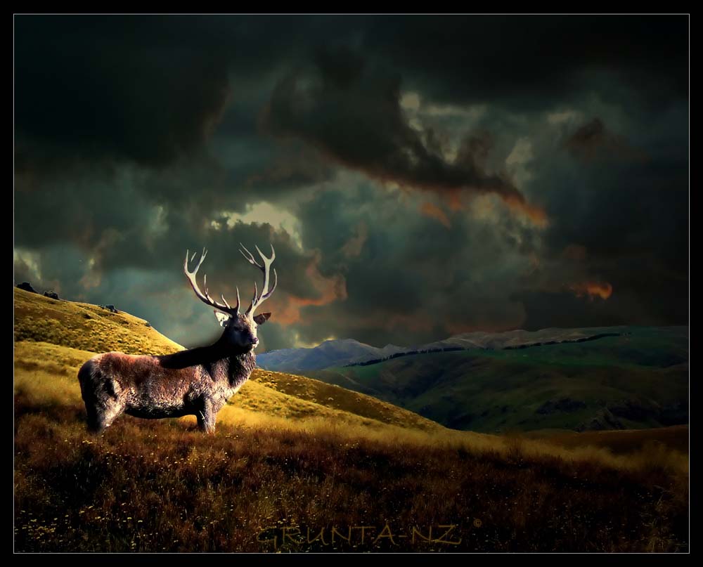 1000x807 The DIY Hunter Computer Desktop Wallpaper Hunting Photo 1280×960