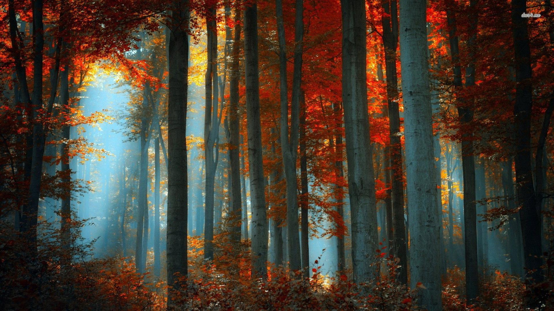 1920x1080 Aesthetic Forest HD Wallpaper