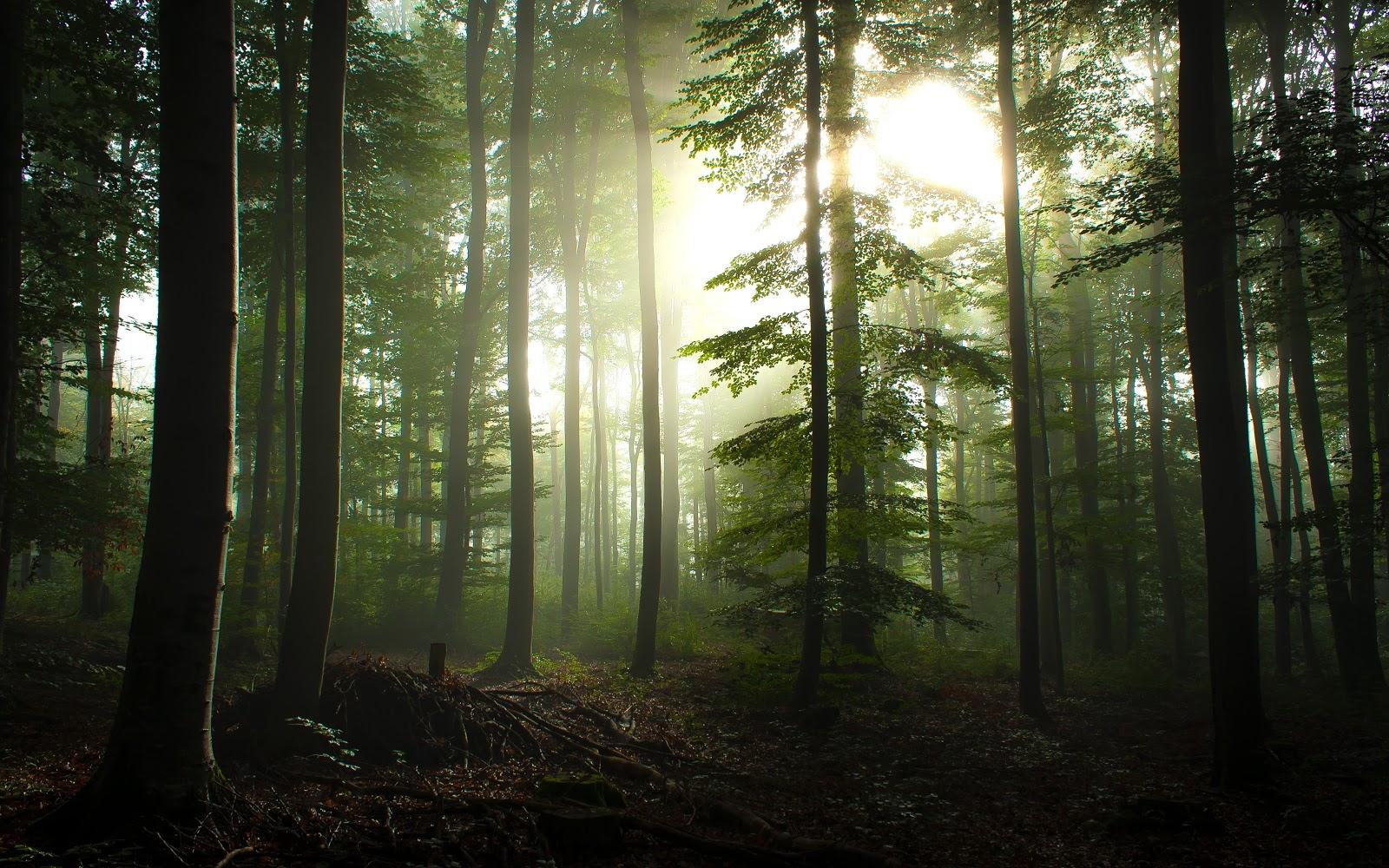 1600x1000 Free download Twilight at the Forest Desktop Wallpaper and Background [1600x1000] for your Desktop, Mobile & Tablet. Explore Forest Wallpaper for Computer. Free Christmas Wallpaper For Computer, Spring Wallpaper