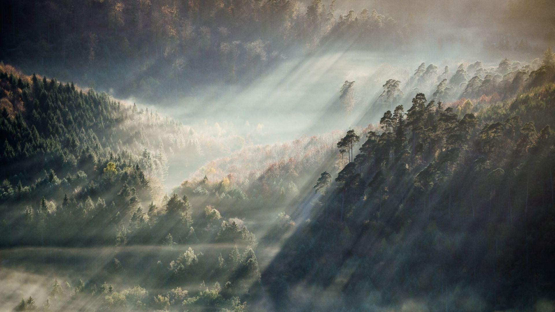 1920x1080 Aesthetic Forest HD Wallpaper