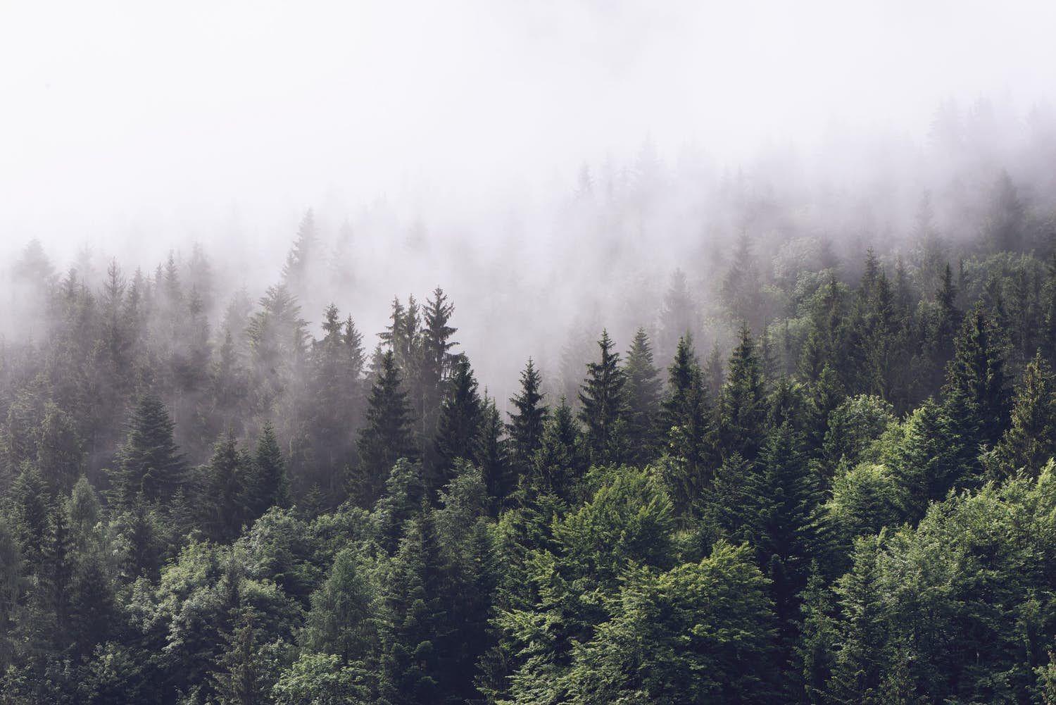 1500x1001 Forest Aesthetic Wallpaper