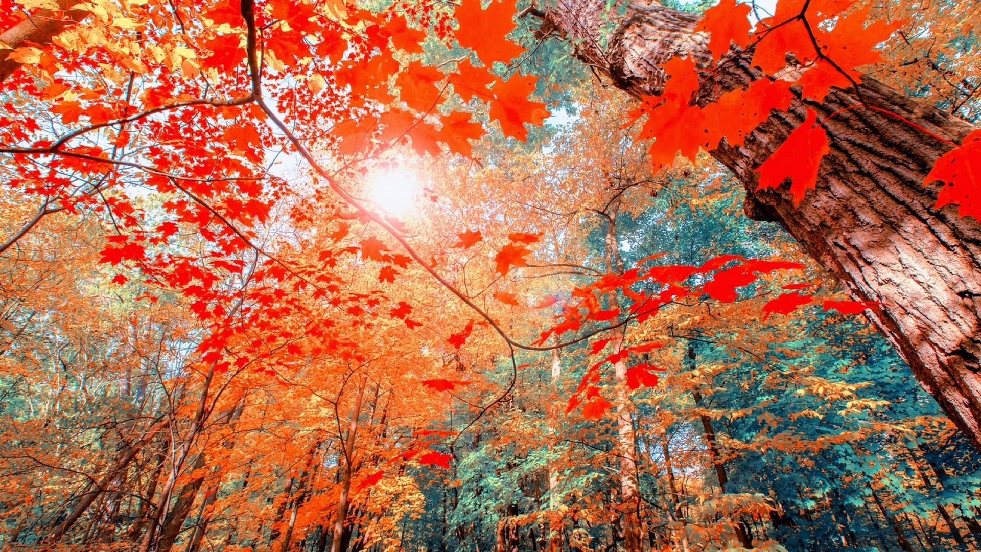 1920x1080 Fall Aesthetic Desktop Background Live Wallpaper HD