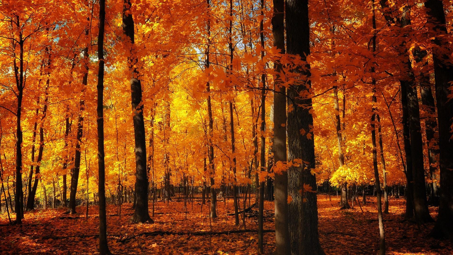 1920x1080 Fall Aesthetic Wallpaper Cute Wallpaper