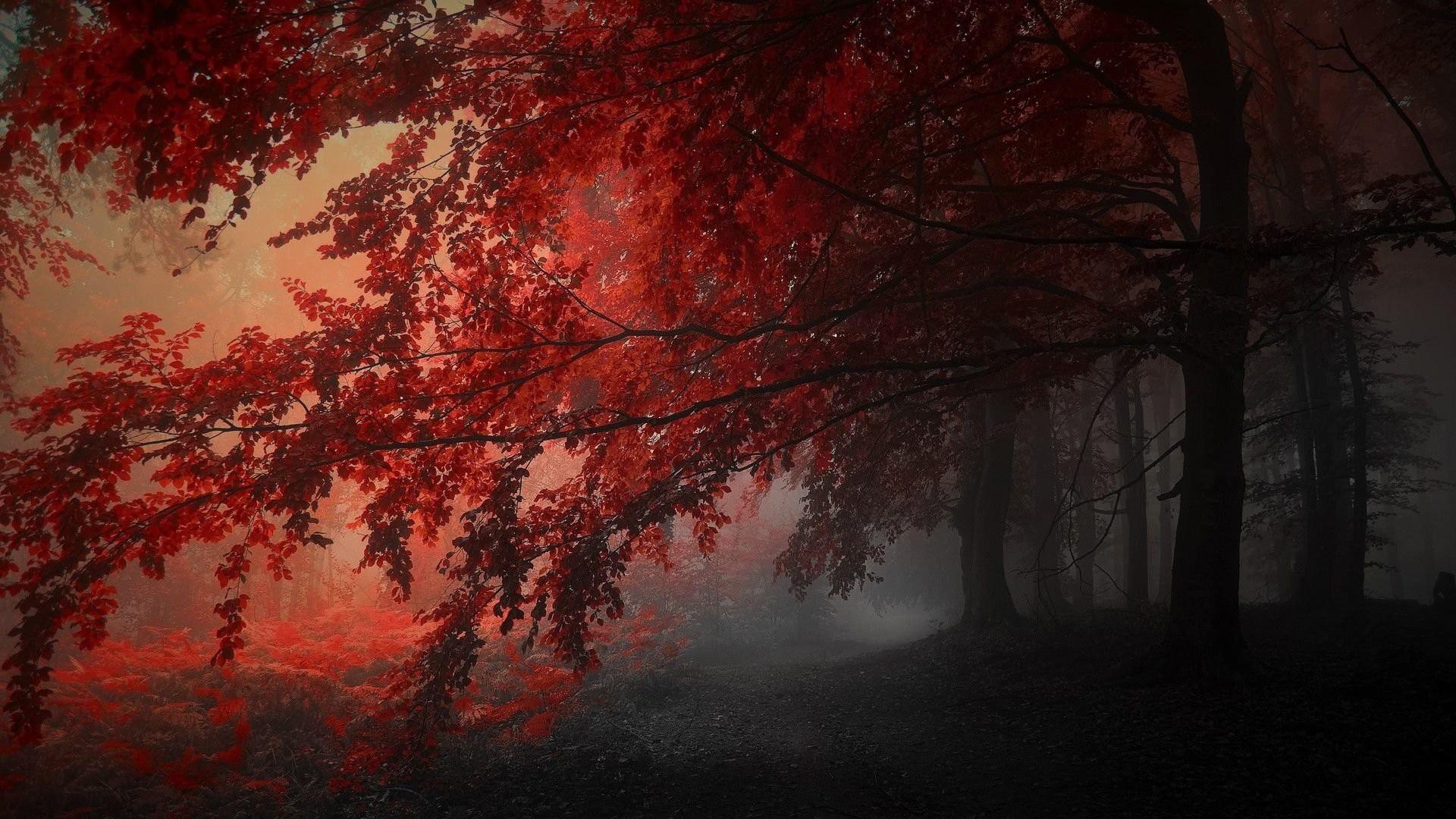 1920x1080 Red Autumn Trees In The Forest HD Dark Aesthetic Wallpaper