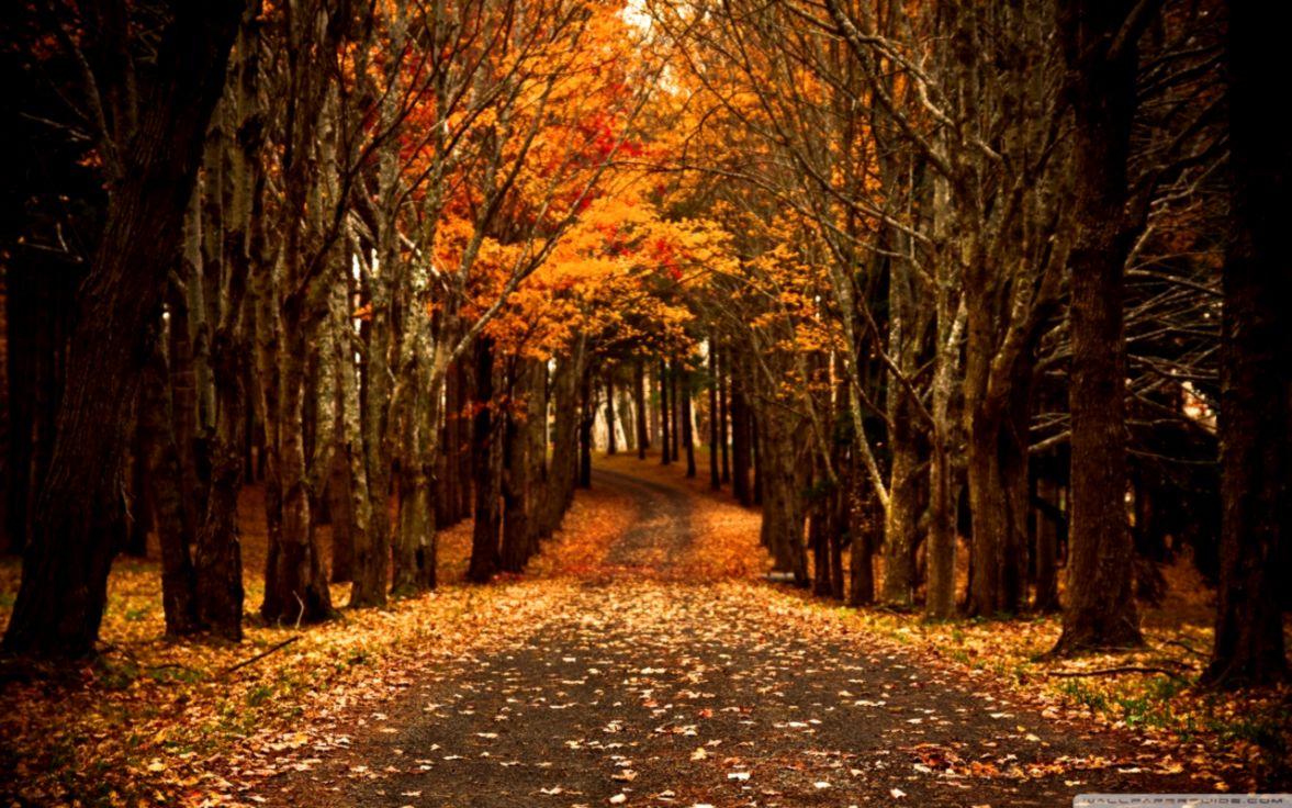1177x736 Best Fall Computer Wallpaper HD Wallpaper Wallpaper Laptop Autumn HD Wallpaper