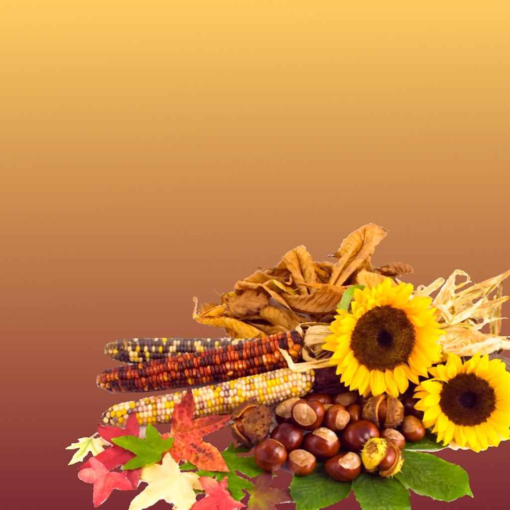 1024x1024 Free Thanksgiving Wallpaper for iPad: Bumper Harvest