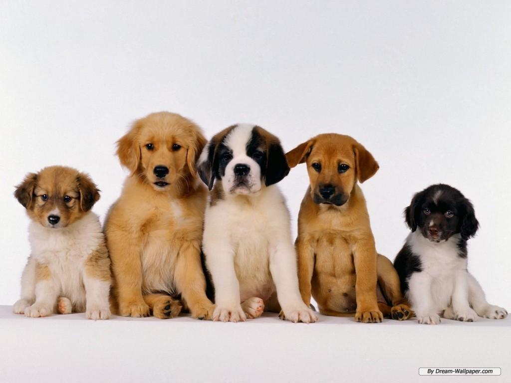 1024x768 Puppy Wallpaper Group Of Dogs