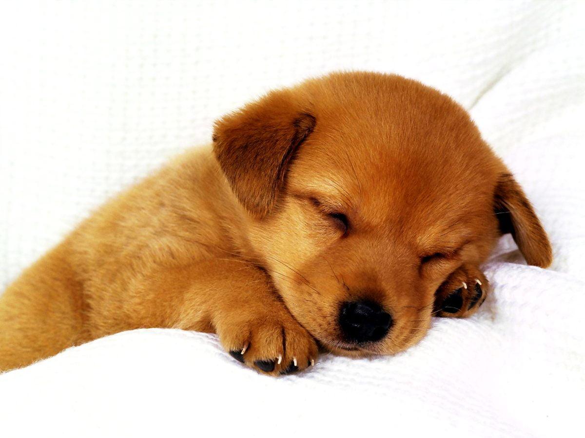 1200x900 Minimalist Dogs, Puppies, Cute picture. TOP Free Download pics