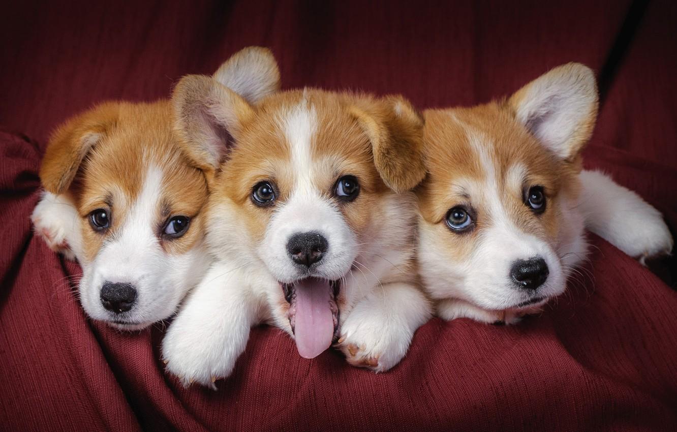 1332x850 Wallpaper dogs, puppies, three, three, dogs, puppies image for desktop, section собаки