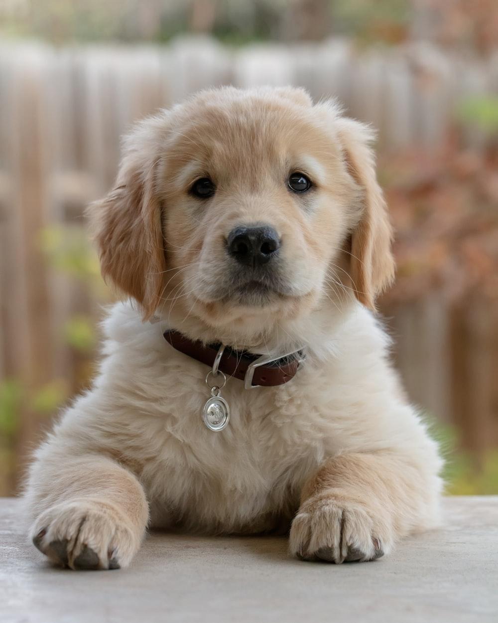 1000x1250 Golden Retriever Picture [HD]. Download Free Image