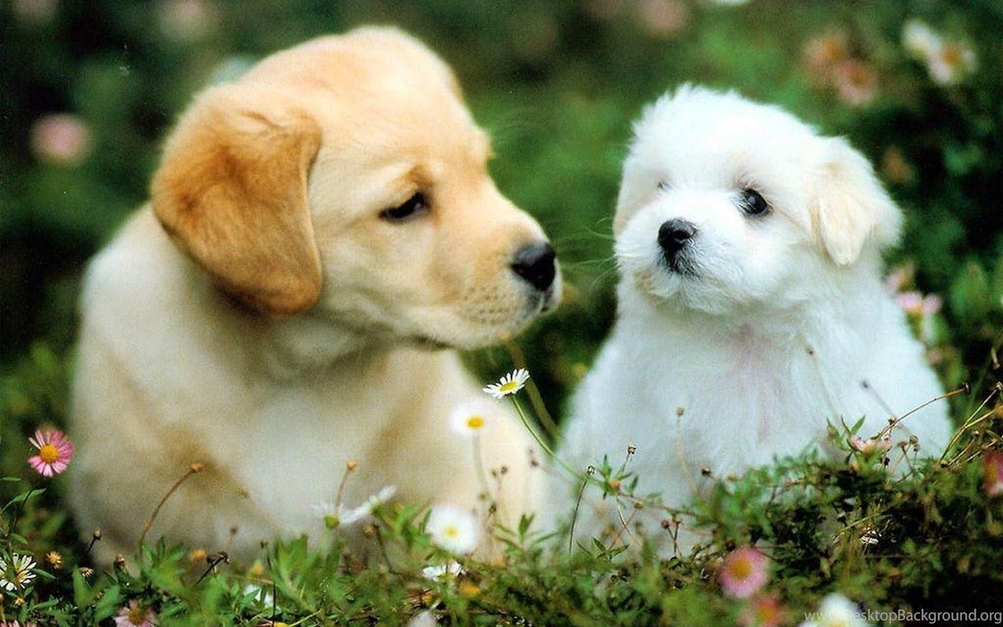 1440x900 Beautiful Wallpaper: Dog Puppies Wallpaper Desktop Background