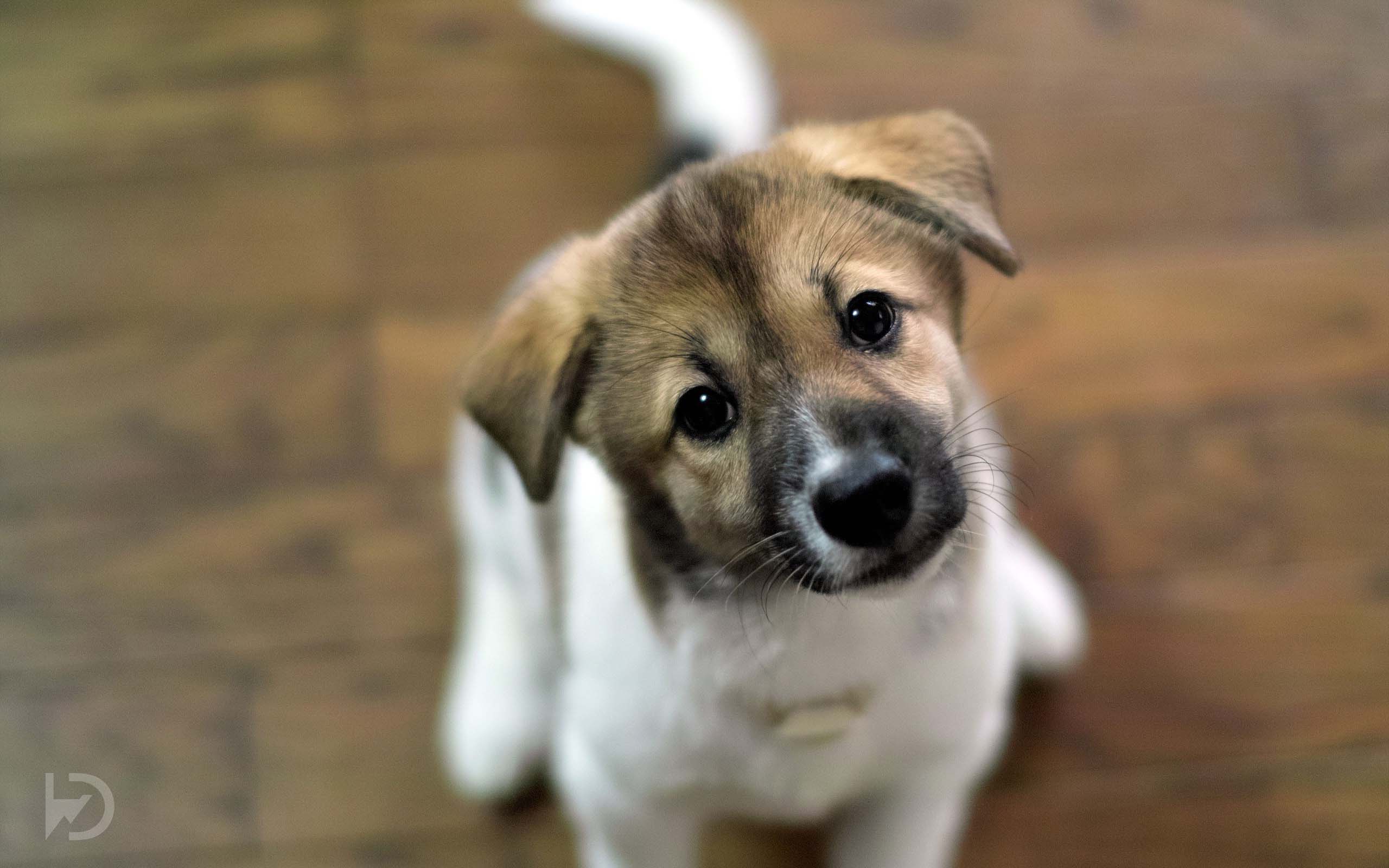 2560x1600 Free download Cute dogs wallpaper Cute puppies HD wallpaper [2560x1600] for your Desktop, Mobile & Tablet. Explore Cute Puppy Wallpaper HD. Cute Puppies Wallpaper for Desktop, Cute Puppies and