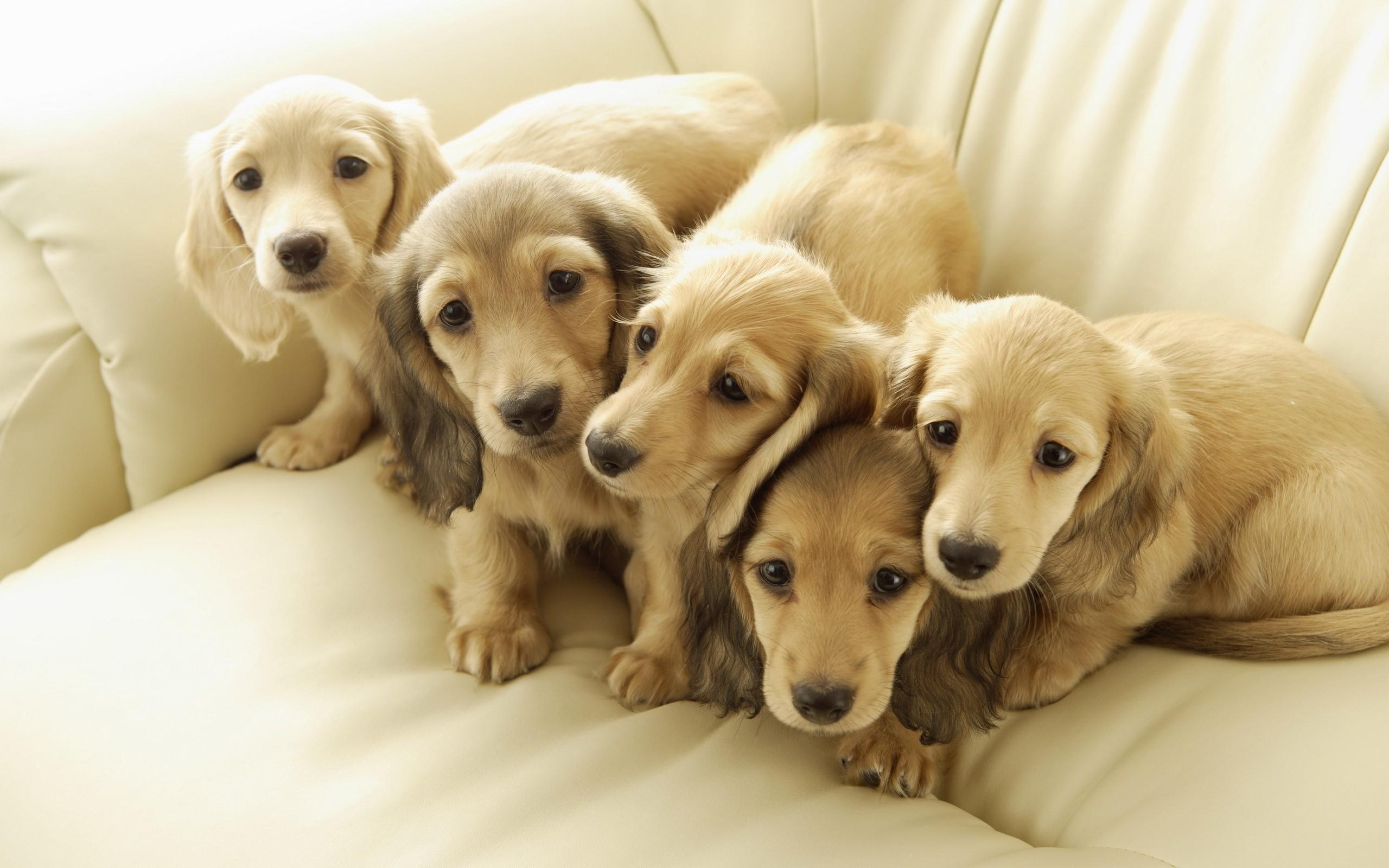 2560x1600 Dogs, Friends, Puppies wallpaper