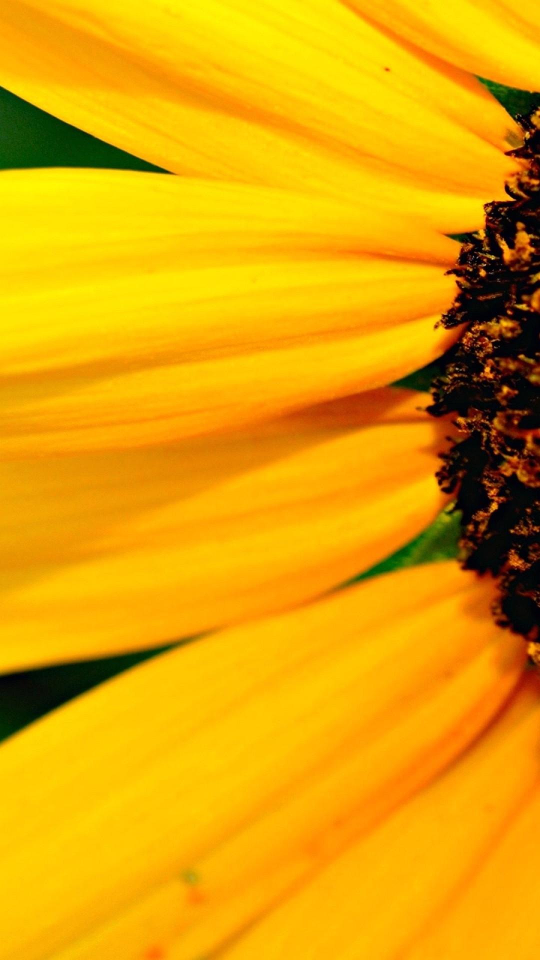 1080x1920 Wallpaper iPhoneplus Petals Yellow5 Inches Wallpaper iPhone 6